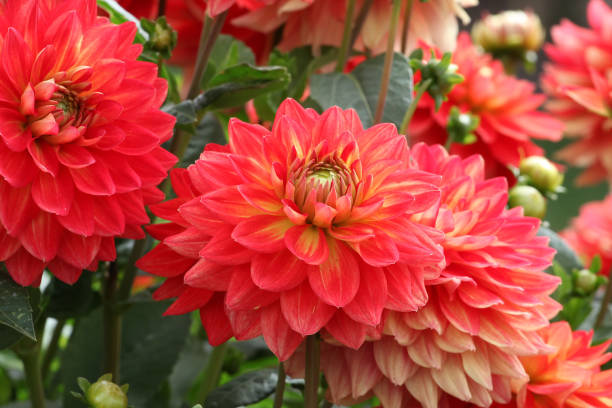istock Red and orange Dahlia 'Hillcrest Firecrest' in flower. 1636507361