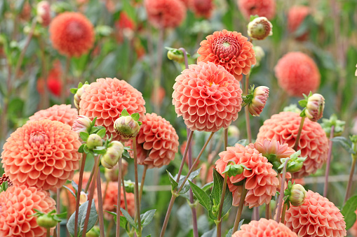 Dahlias in full bloom in Nara