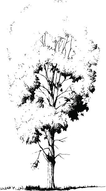 Vector Poplar Tree Poplar Tree Clip Art Illustrations, Royalty-Free Vector Graphics & Clip ...
