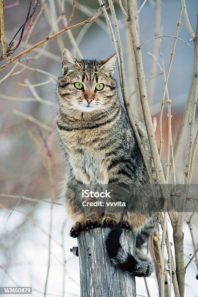 Cat Stockfoto und mehr Bilder von Architektonische Säule - Architektonische Säule, Ast - Pflanzenbestandteil, Domestizierte Tiere