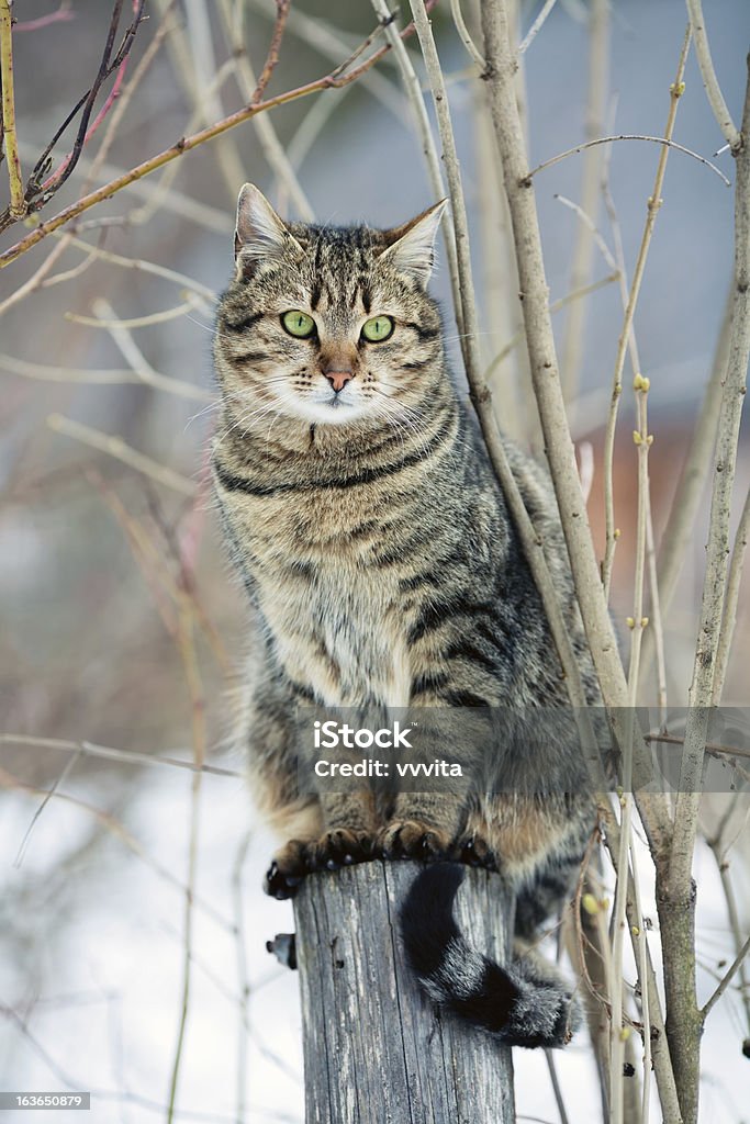 Cat - Foto de stock de Aire libre libre de derechos