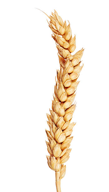 istock isolated gold ear of wheat without awns 163650908
