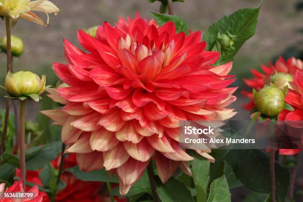 Red And Orange Dahlia Hillcrest Firecrest In Flower Stock Photo - Download Image Now