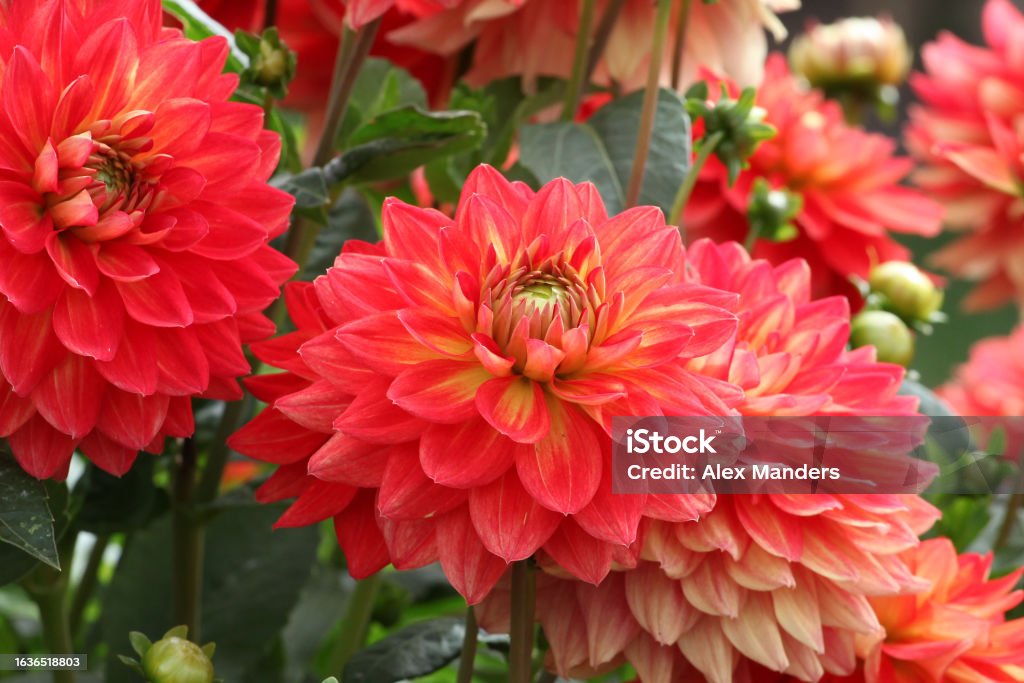 Red and orange Dahlia 'Hillcrest Firecrest' in flower. Botany Stock Photo