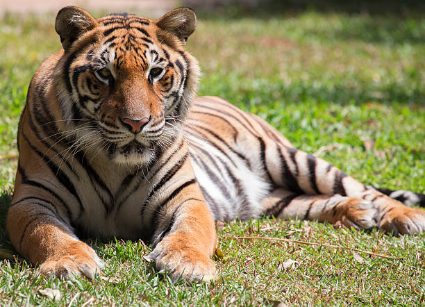 istock Beautiful Bengal tiger resting on the grass 163651899