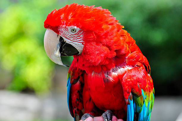 Piękne Ara z jasny czerwony plumage – zdjęcie