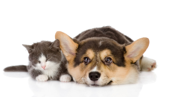 Pembroke Welsh Corgi puppy and kitten together. isolated on white background