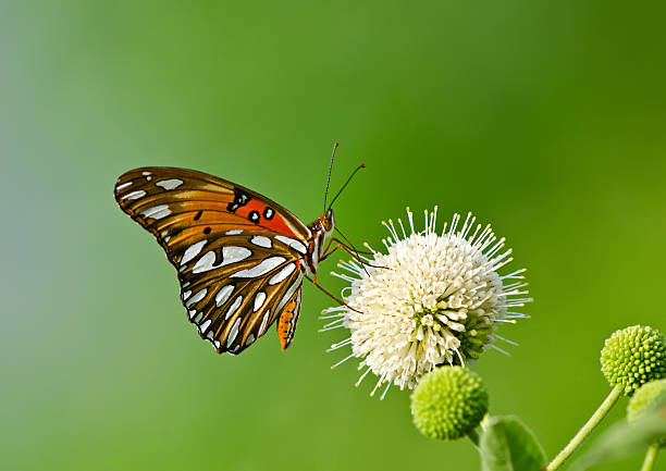 gulf fritillary butterfly (agraulis vanillae) - fritillary butterfly butterfly insect lepidoptera zdjęcia i obrazy z banku zdjęć