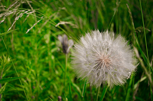 A fully bloomed white onion flower in front of a green bokeh background with copy space