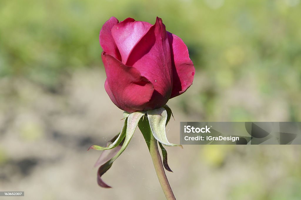 Rose in giardino - Foto stock royalty-free di Ambientazione esterna