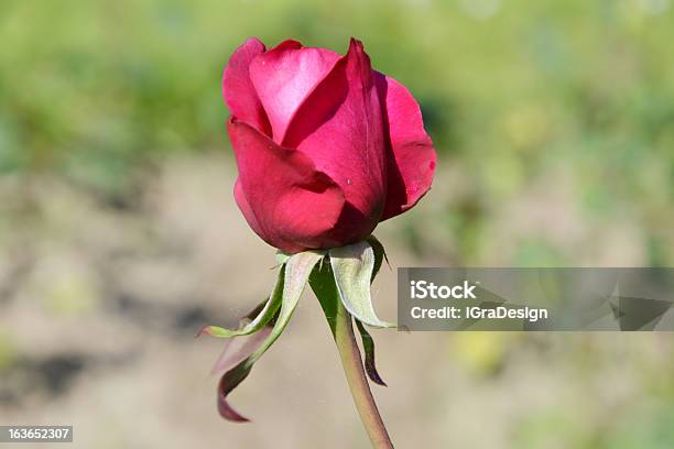 Rose In Giardino - Fotografie stock e altre immagini di Ambientazione esterna - Ambientazione esterna, Amore, Annusare