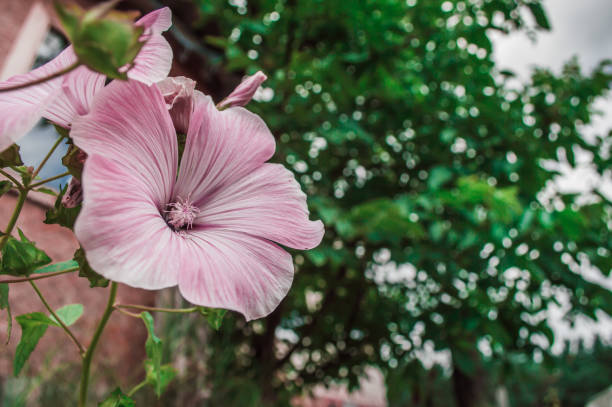 One pink Hibiscus syrian in the garden. Close-up flower with pink and white colors on background from green tree.