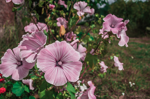 Giant mallow flowers
