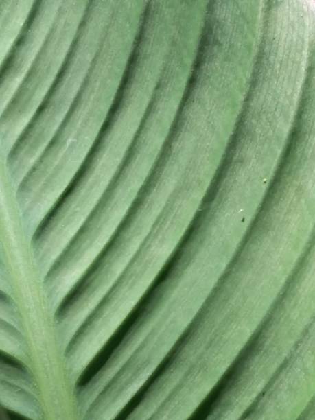 istock Backside of green henna plant leaf closeup 1636525704