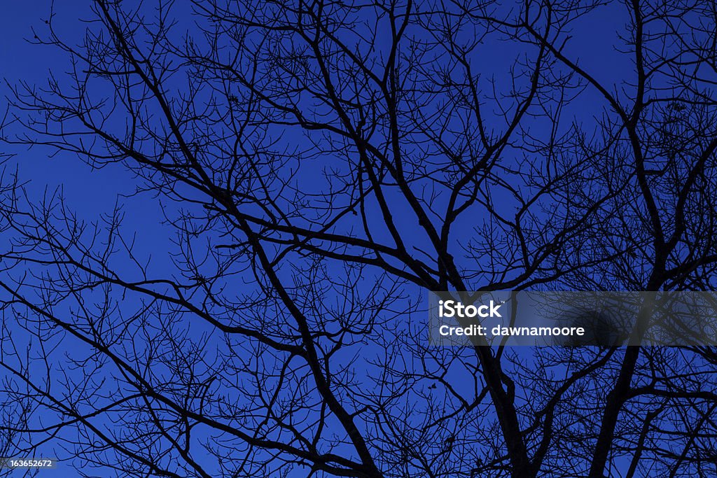 Albero spoglio e blu cielo - Foto stock royalty-free di Alba - Crepuscolo