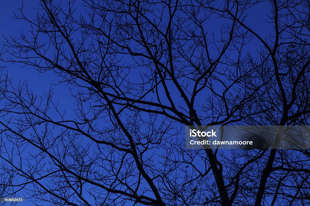 Голое дерево и голубое небо - Стоковые фото Без людей роялти-фри