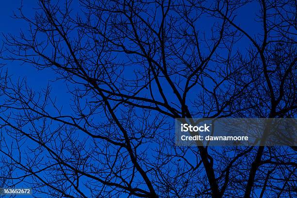 Голое Дерево И Голубое Небо — стоковые фотографии и другие картинки Без людей - Без людей, Ветвь - часть растения, Голое дерево