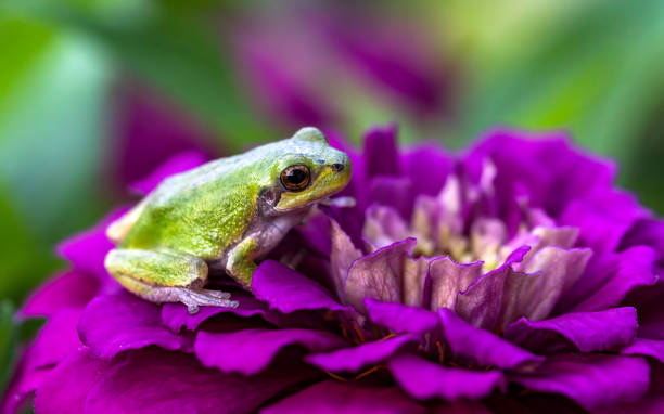 istock Frog on a Purple Flower 1636528267