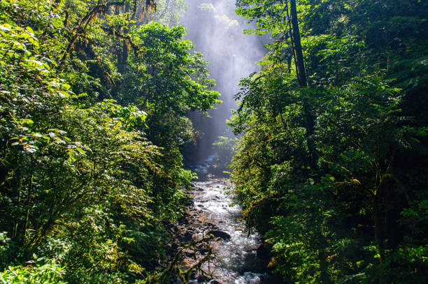 雲霧林の川、モンテベルデ - monteverde cloud forest ストックフォトと画像