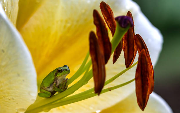 istock Green frog on a stamen 1636531540