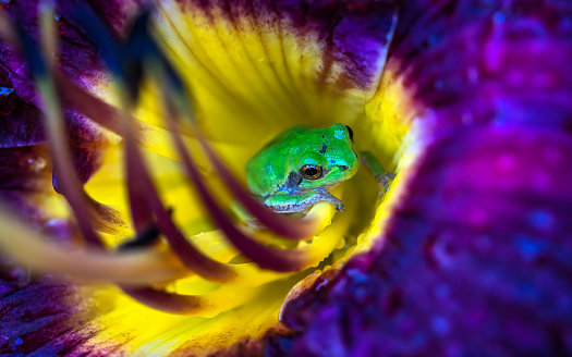 Frog inside a colorful flower