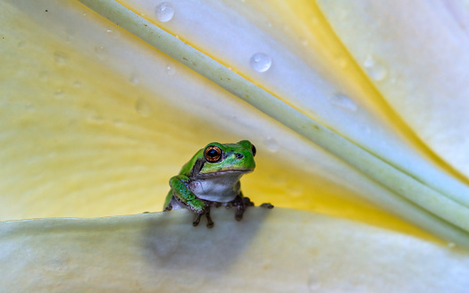 Green Frog Behind Flower Petal