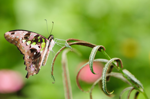 Tailed Jay Butterfly  (Graphium agamemnon). A tropical black and green butterfly.