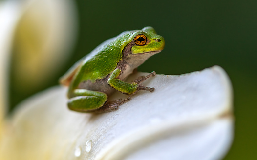 Colorful frog in terrarium