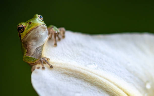 istock green frog on a petal 1636534684
