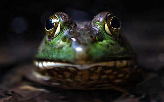 Close Up of An American Bullfrog Face with its body submerged in pond water