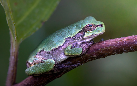 Australian Green Tree Frog resting on branch