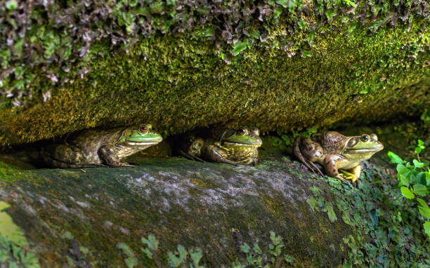 Three Little Frogs sitting on a crack in the wall