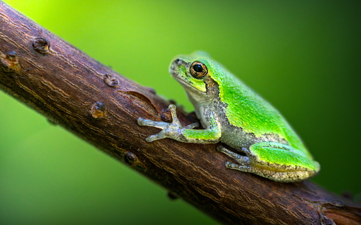 Green Frog on a Branch