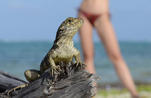 Lizard stock photo