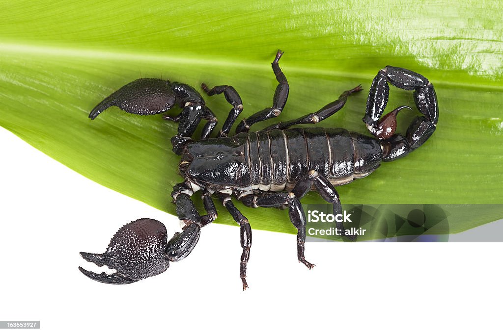 Scorpion (Pandinus imperator ）、緑の葉 - クモ類のロイヤリティフリーストックフォト