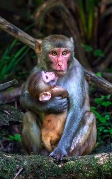 Thailand Asia
