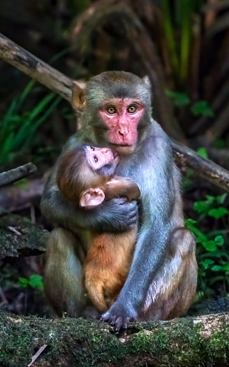 Mom and Baby Monkey