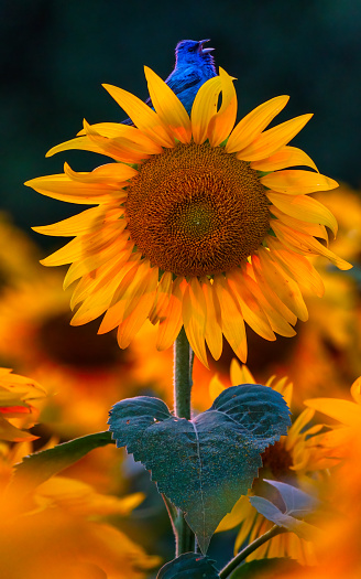 A sunflower is blooming against the blue sky.