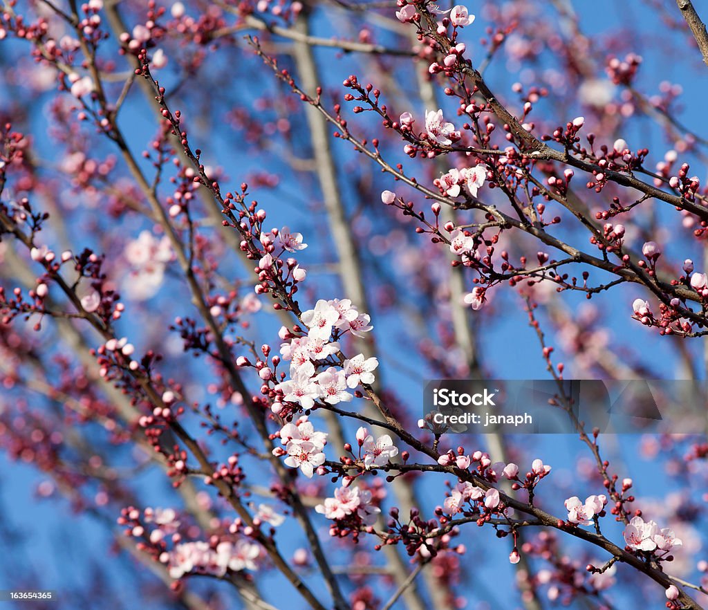 вишневое дерево - Стоковые фото Ароматический роялти-фри
