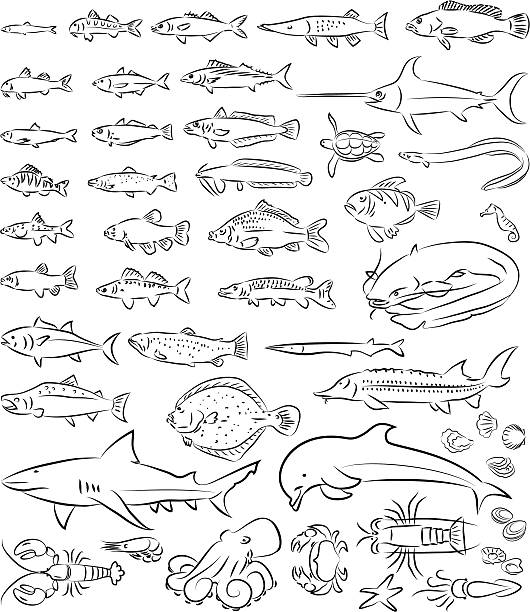ilustrações de stock, clip art, desenhos animados e ícones de peixes e criaturas do mar - anchovy fish food vector