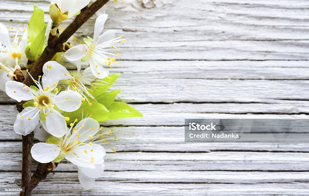 Fleurs de cerisiers sur fond en bois - Photo de Arbre libre de droits