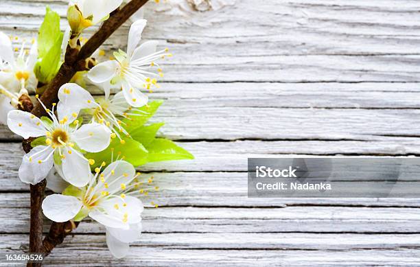 Photo libre de droit de Fleurs De Cerisiers Sur Fond En Bois banque d'images et plus d'images libres de droit de Arbre - Arbre, Arbre en fleurs, Beauté