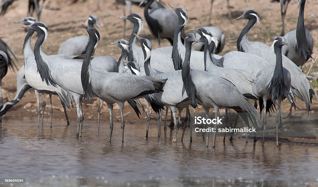 Grulla damisela, India - Foto de stock de Grulla damisela libre de derechos