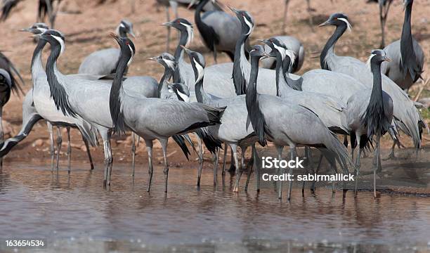 Grulla Damisela India Foto de stock y más banco de imágenes de Grulla damisela - Grulla damisela, Bandada de pájaros, Fotografía - Imágenes