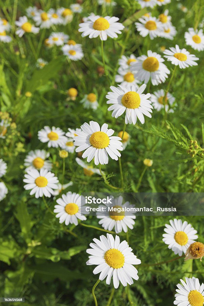 chamomiles selvagem - Royalty-free Amarelo Foto de stock