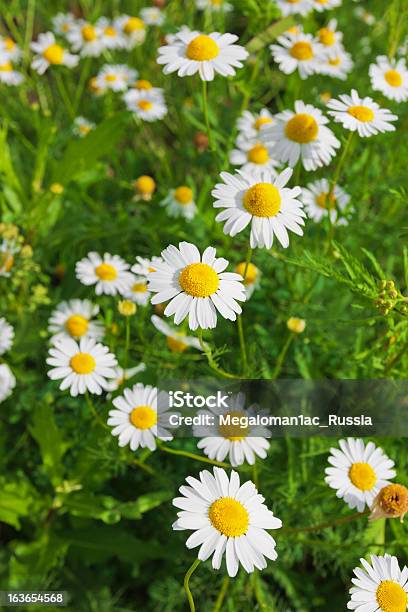 Chamomiles Selvagem - Fotografias de stock e mais imagens de Amarelo - Amarelo, Ao Ar Livre, Beleza natural