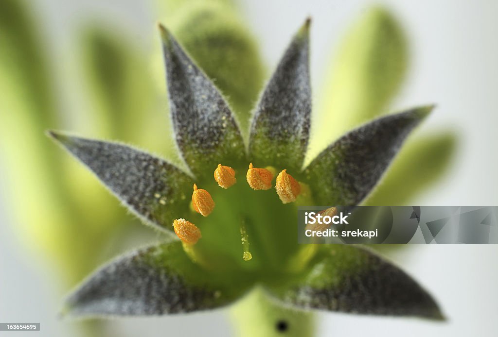 Gros plan d'une patte de kangourou fleur - Photo de Australie libre de droits