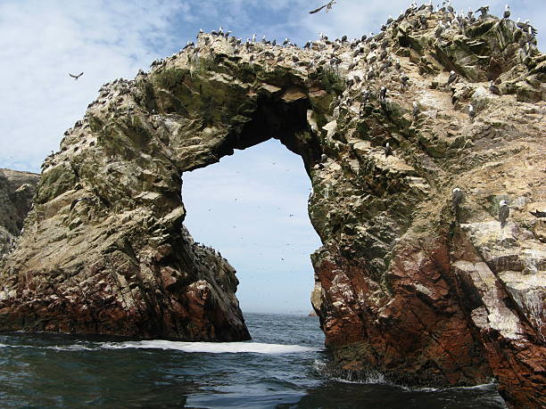 istock Rock with wild birds. Peru 163654771