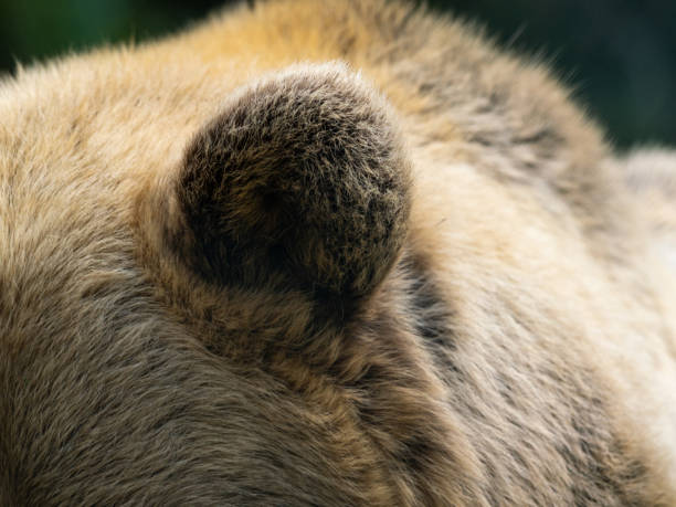 istock Ear of a Brown Bear 1636547805