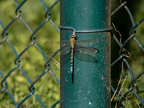 Southern or Blue Hawker (Aeshna cyanea) dragonfly sitting in the sunlight on a fence. Big insect in Germany, Europe.